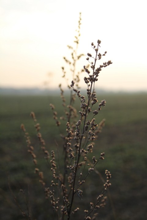 Fin de journée en campagne (1)