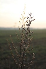 Fin de journée en campagne (1)