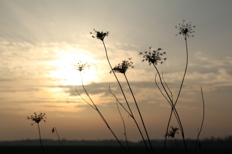 Fin de journée en campagne (2)