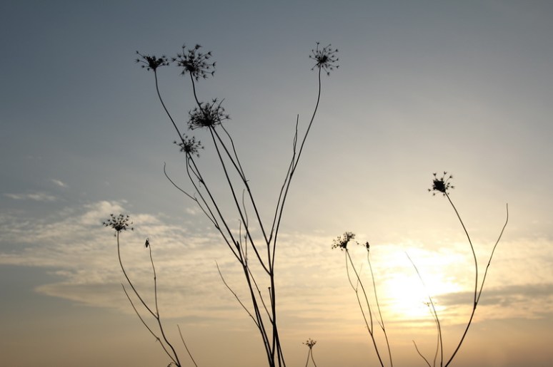 Fin de journée en campagne (3)
