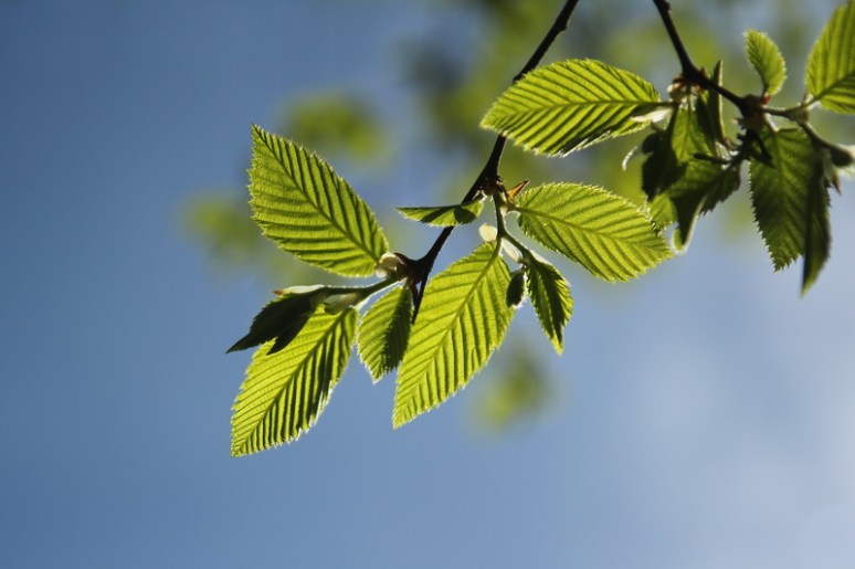 Jeunes feuilles de printemps.