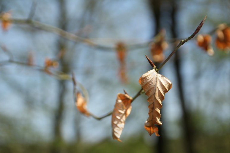 Renaissance printanière.