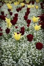 Tulipes du parc du Thabor&nbsp;(Rennes)
