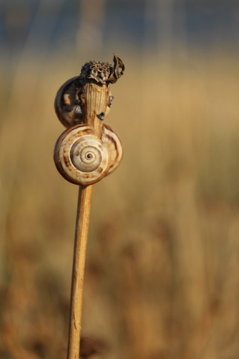 Escargots au bord de l'étang de Thau (Hérault).