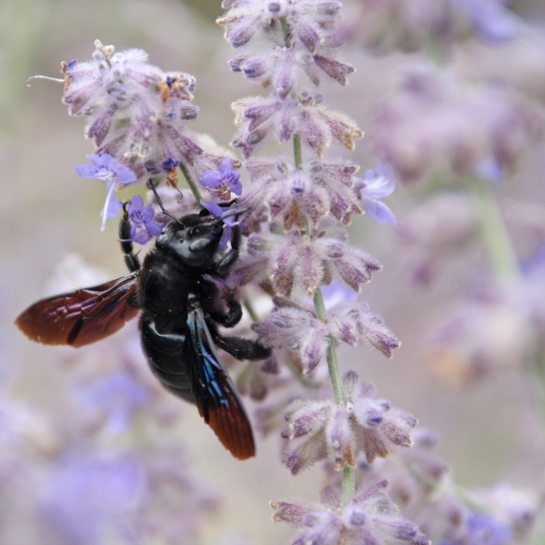 Abeille charpentière Abeille charpentière
