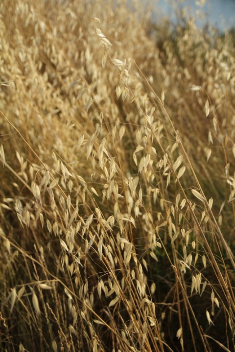Au bord du Canal du Midi, à Marseillan.