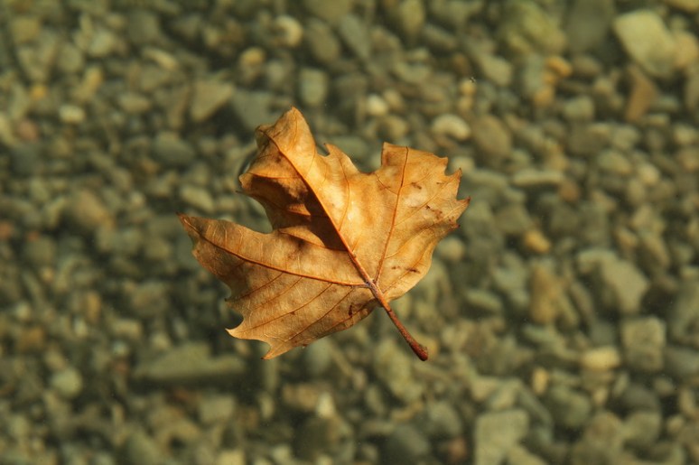 Feuille en suspension sur l'eau.