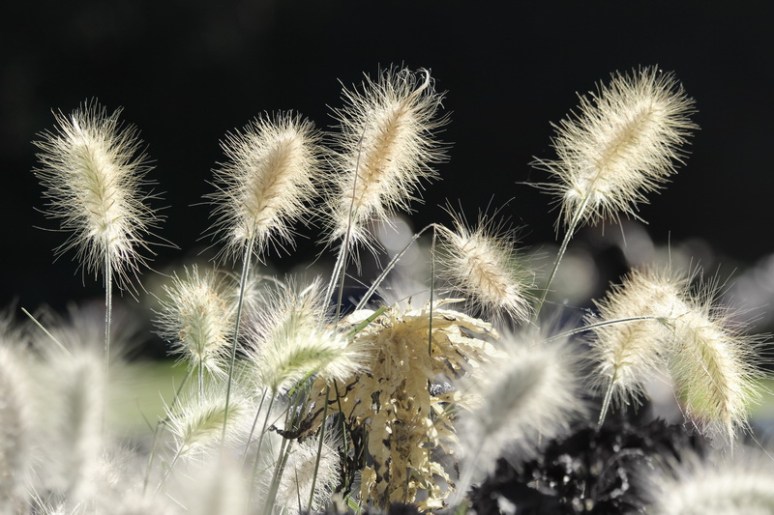 Au parc du Thabor (Rennes).