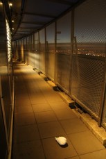 Paris. Oiseau prisonnier au 58ème étage de la Tour Montparnasse.