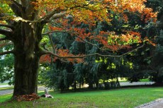 Rennes, Parc du Thabor (Sept. 2013)