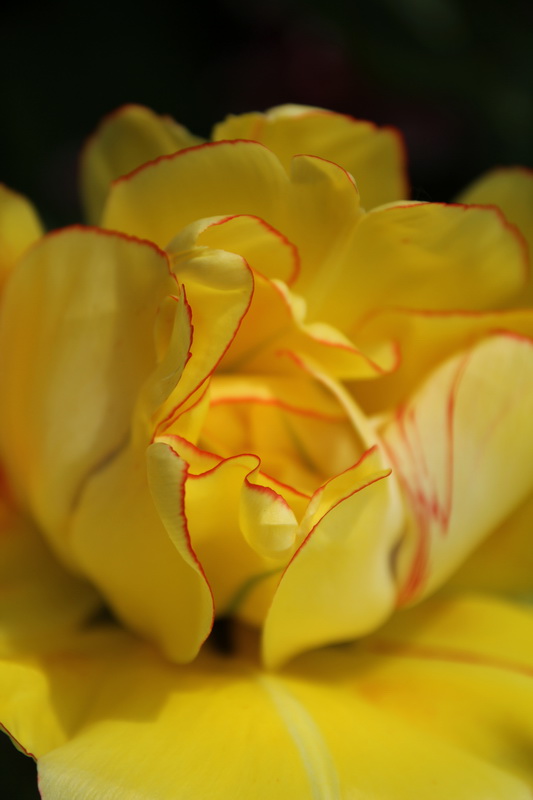 Rennes, Parc du Thabor (Avril 2014)