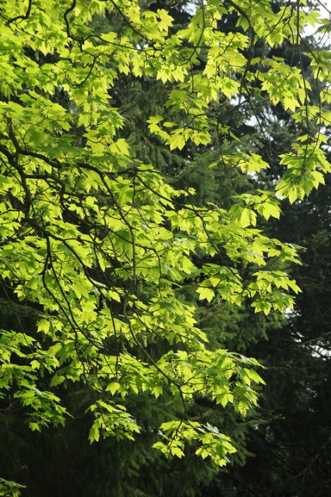 Rennes, Parc du Thabor (Avril 2014)