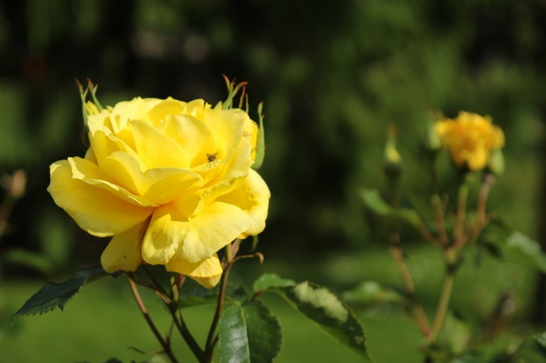 Rennes, Parc du Thabor (Mai 2014)