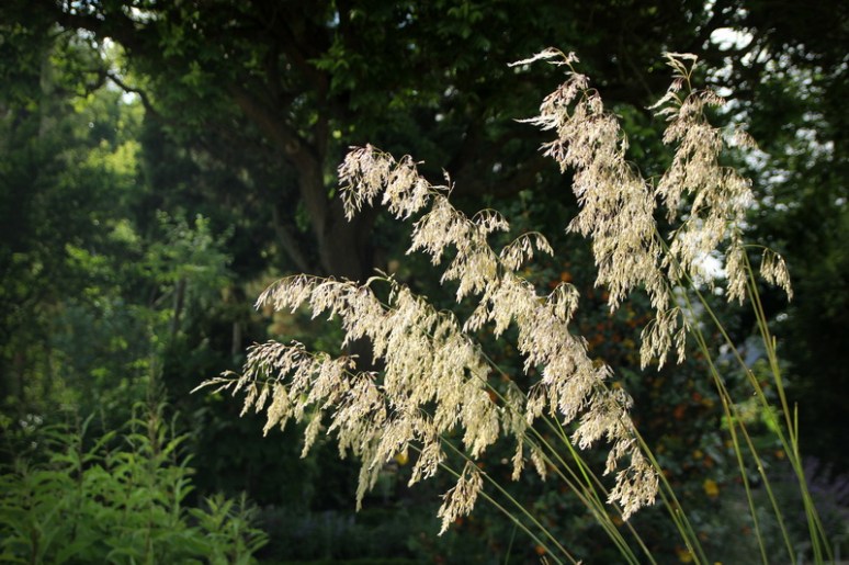 Rennes, Parc du Thabor (Mai 2014)