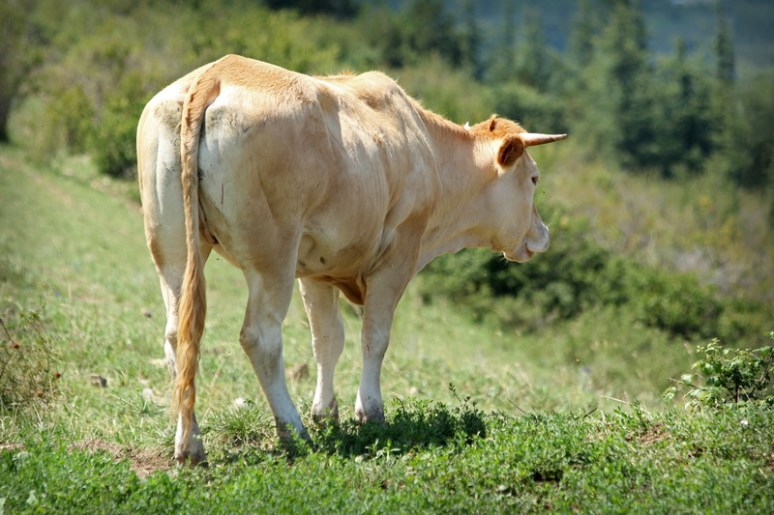 Vache