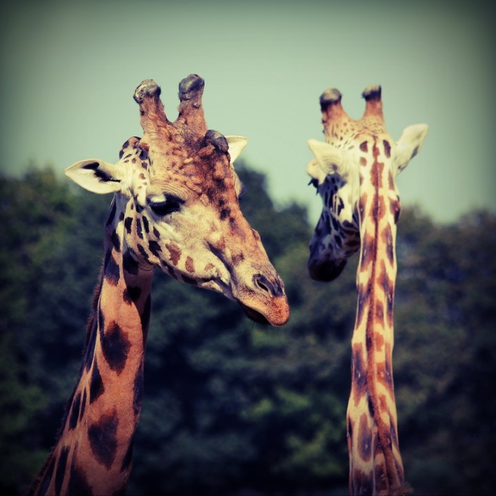 Girafes