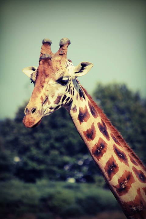 Girafe