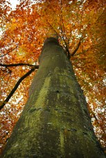 Caen – Le Jardin des Plantes&nbsp;(9)