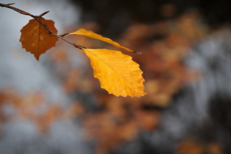 Caen - Le Jardin des Plantes