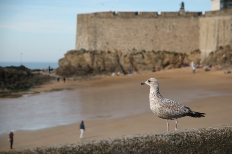 Jeune Goéland à Saint-Malo