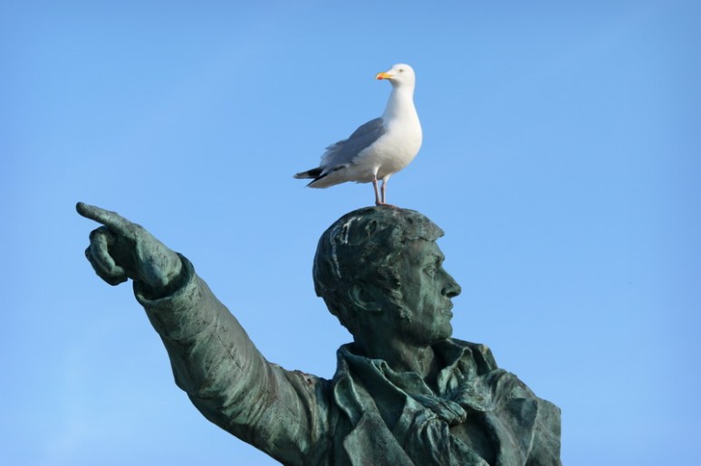 Goéland sur la statue de Surcouf (Saint-Malo)
