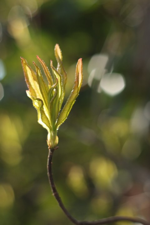 Jeune pousse (Parc du Palais Saint-Georges, Rennes)