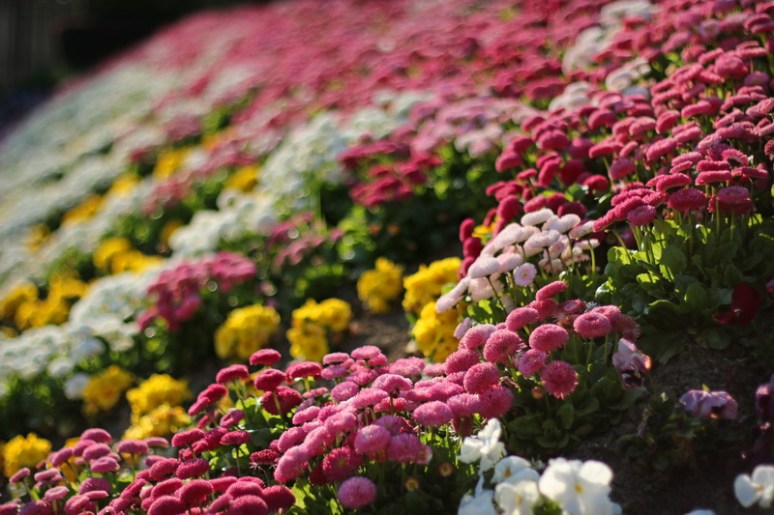 Fleurs des villes (Parc du Palais Saint-Georges, Rennes)