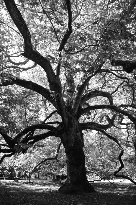 Parc animalier de Branféré (Le Guerno, Morbihan)