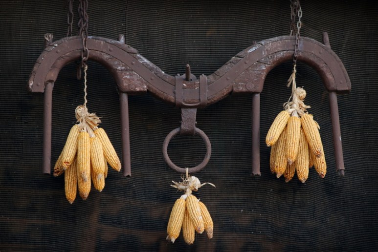 Maïs suspendu à Peratallada (Catalogne, Espagne)