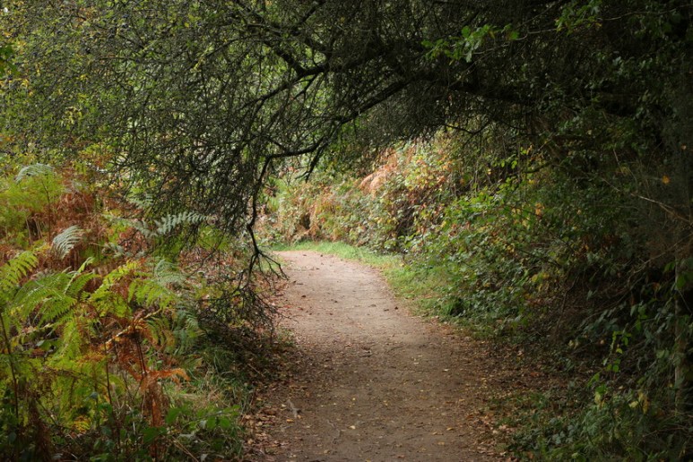 Chemin près de Mûr-de-Bretagne (Côtes d'Armor)