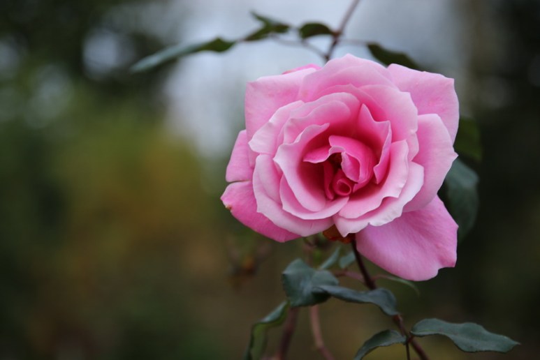 Rose au parc du Thabor (Rennes)