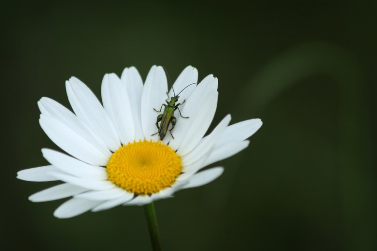 Saint-Erblon (Ille-et-Vilaine), mai 2015