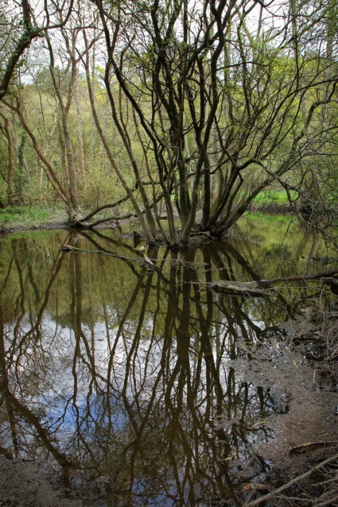 Muzillac (Morbihan), la rivière Saint-Éloi.
