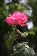 Roseraie du parc du Thabor