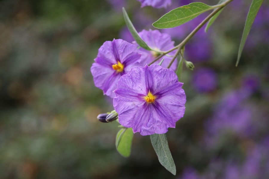 Solanum de Rantonnet (ou Arbre à gentiane).
