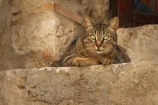 Les yeux verts (Aspremont, Alpes-Maritimes).