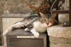 J'attends le facteur (Carros, Alpes-Maritimes).