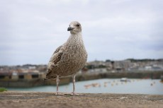 Jeune goéland à Saint-Malo.