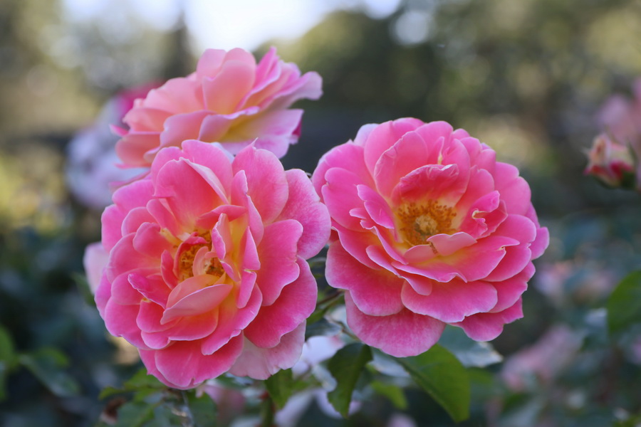 Roses du Thabor (Rennes).