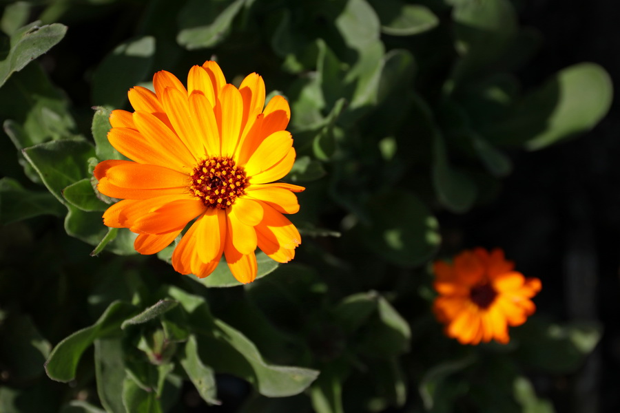 Fleur au parc du Thabor (Rennes).
