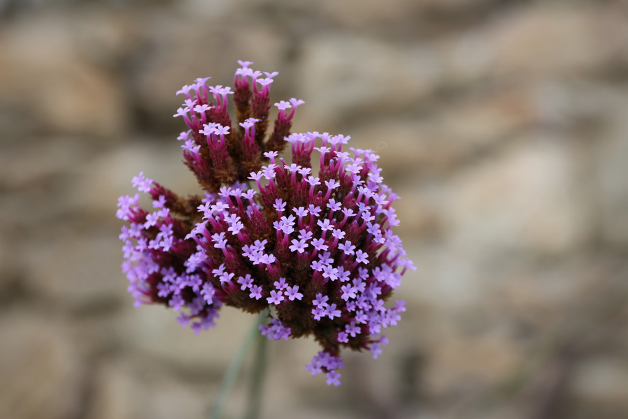 Fleurs à Dinard.