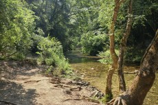 Le Loup à la Colle-sur-Loup (Alpes-Maritimes).