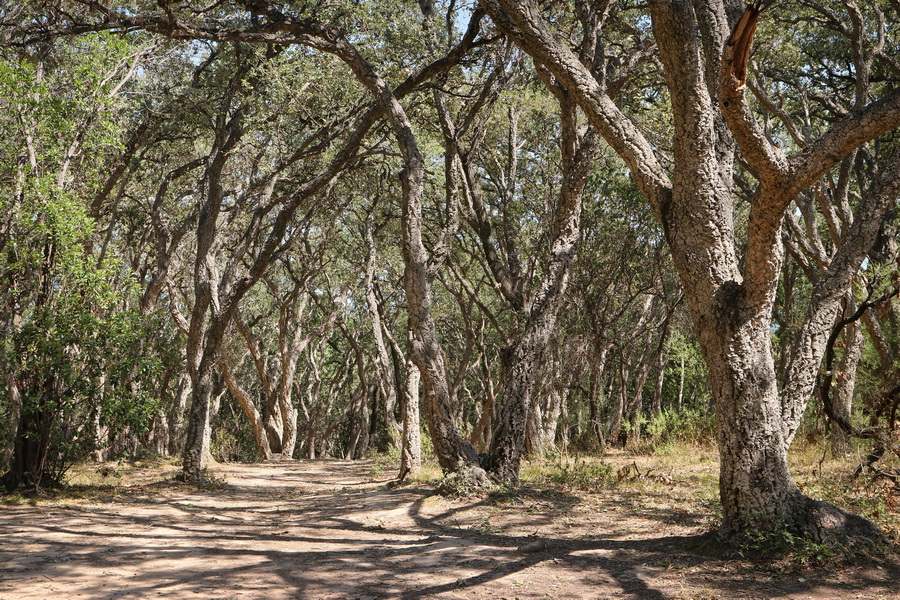 Villeneuve-Loubet (Alpes-Maritimes). Parc naturel départemental de Vaugrenier.