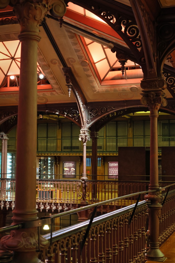 Dans la Grande Galerie de l'Évolution du Muséum national d'histoire naturelle de Paris.