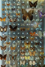 Papillons dans la Grande Galerie de l'Évolution du Muséum national d'histoire naturelle de Paris.