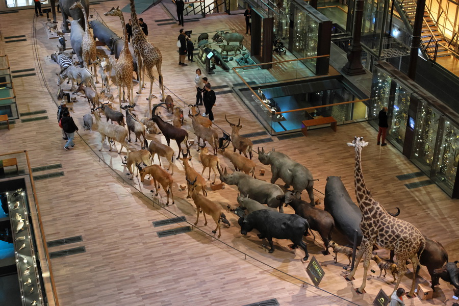 La Caravane africaine dans la Grande Galerie de l'Évolution du Muséum national d'histoire naturelle de Paris.