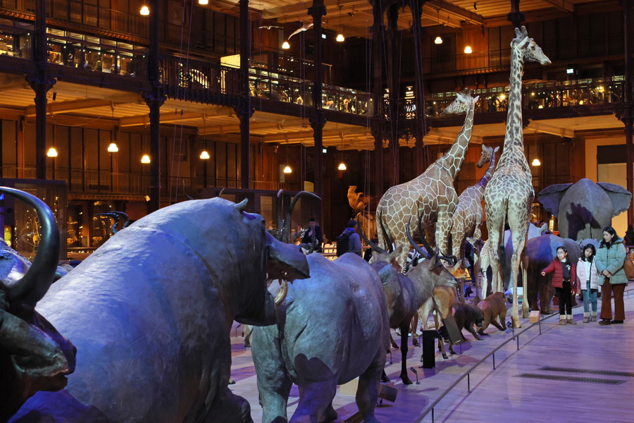 La Caravane africaine dans la Grande Galerie de l'Évolution du Muséum national d'histoire naturelle de Paris.