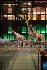 La Caravane africaine dans la Grande Galerie de l'Évolution du Muséum national d'histoire naturelle de Paris.