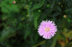 Dinard (septembre 2023)