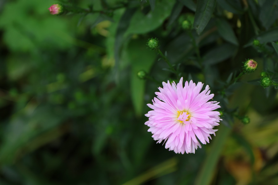 Dinard (septembre 2023)